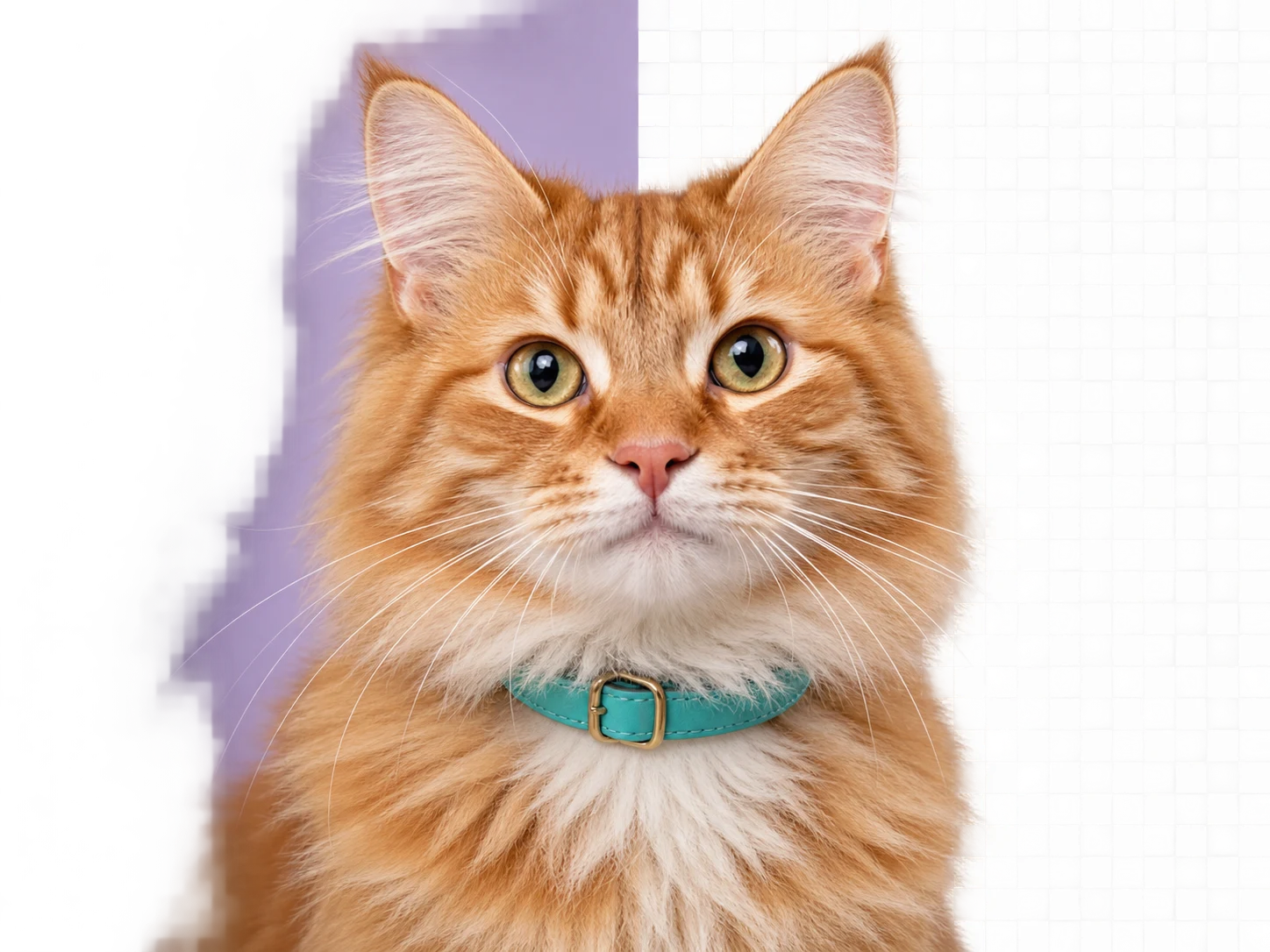 Cat portrait before and after background removal
